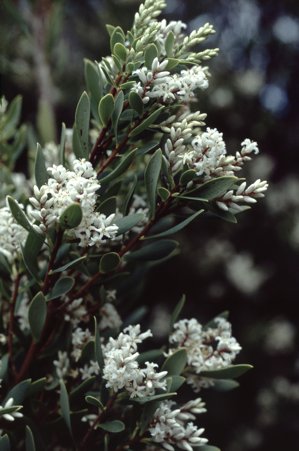 Leucopogon parviflorus (hero image)