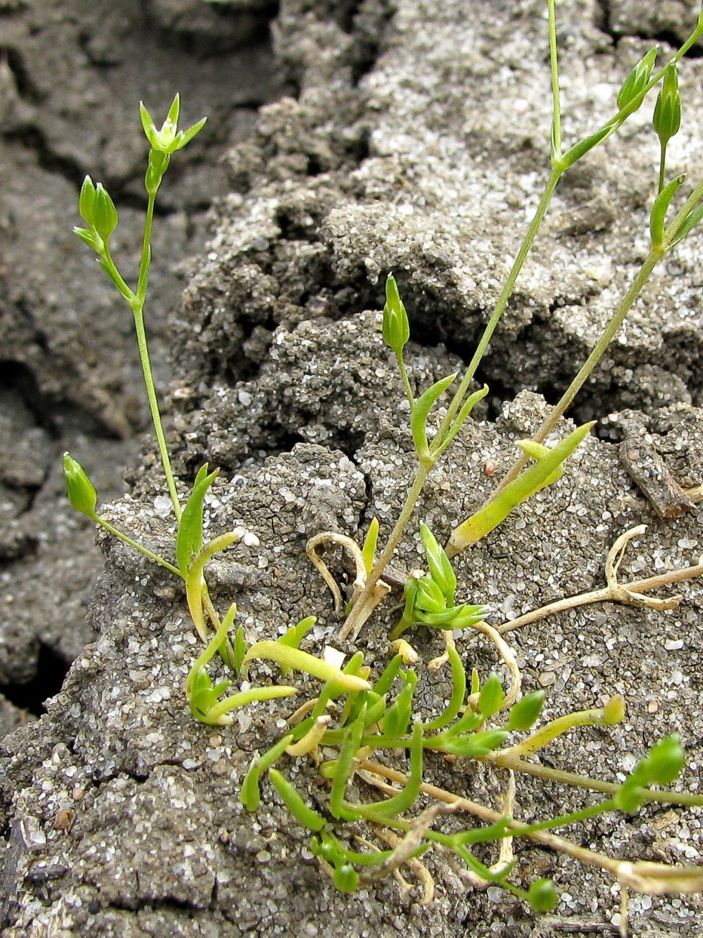 Stellaria filiformis (hero image)