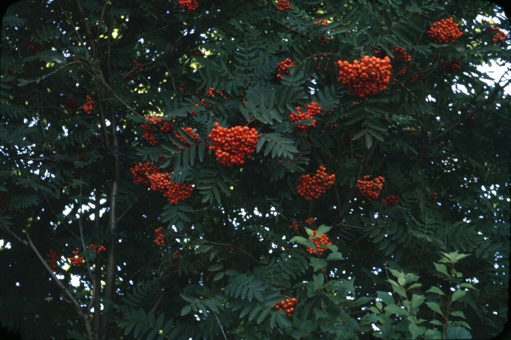 Sorbus (hero image)