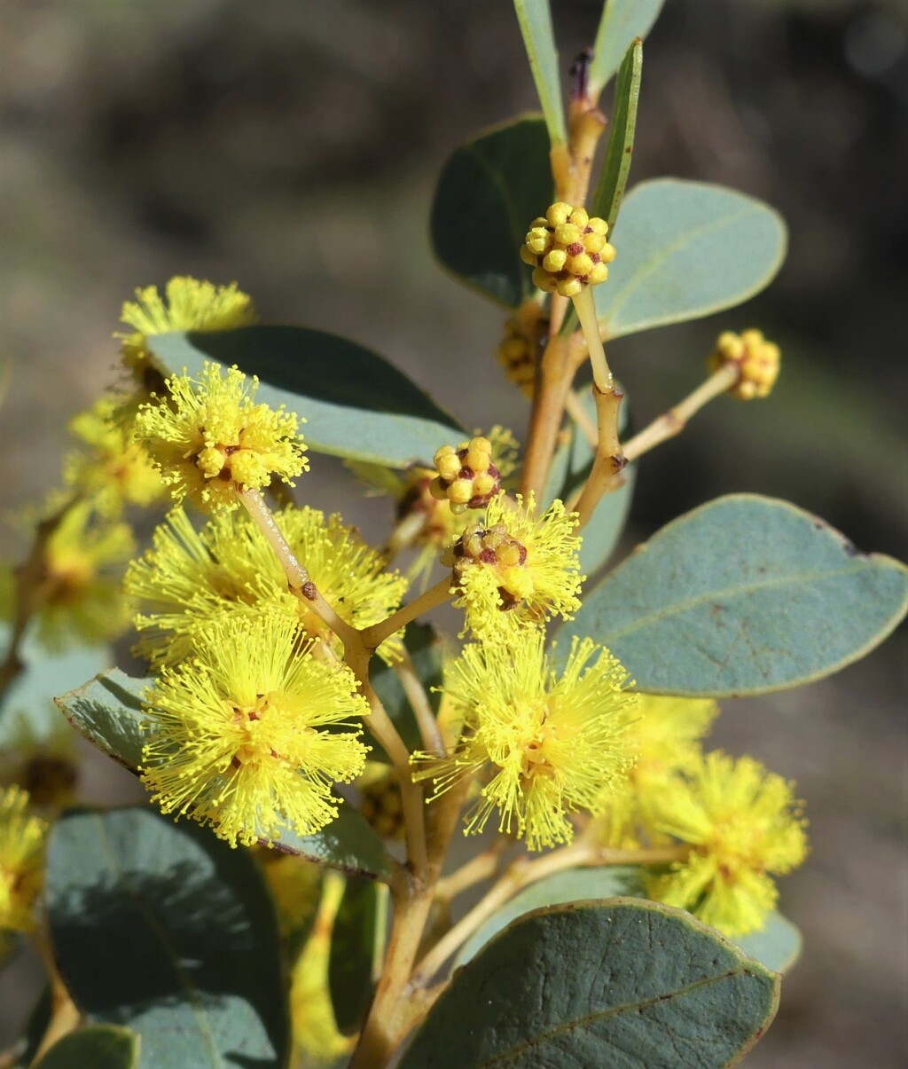 Acacia sporadica (hero image)