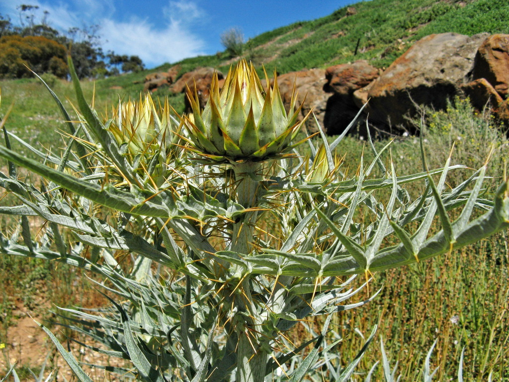 Cynara cardunculus (hero image)