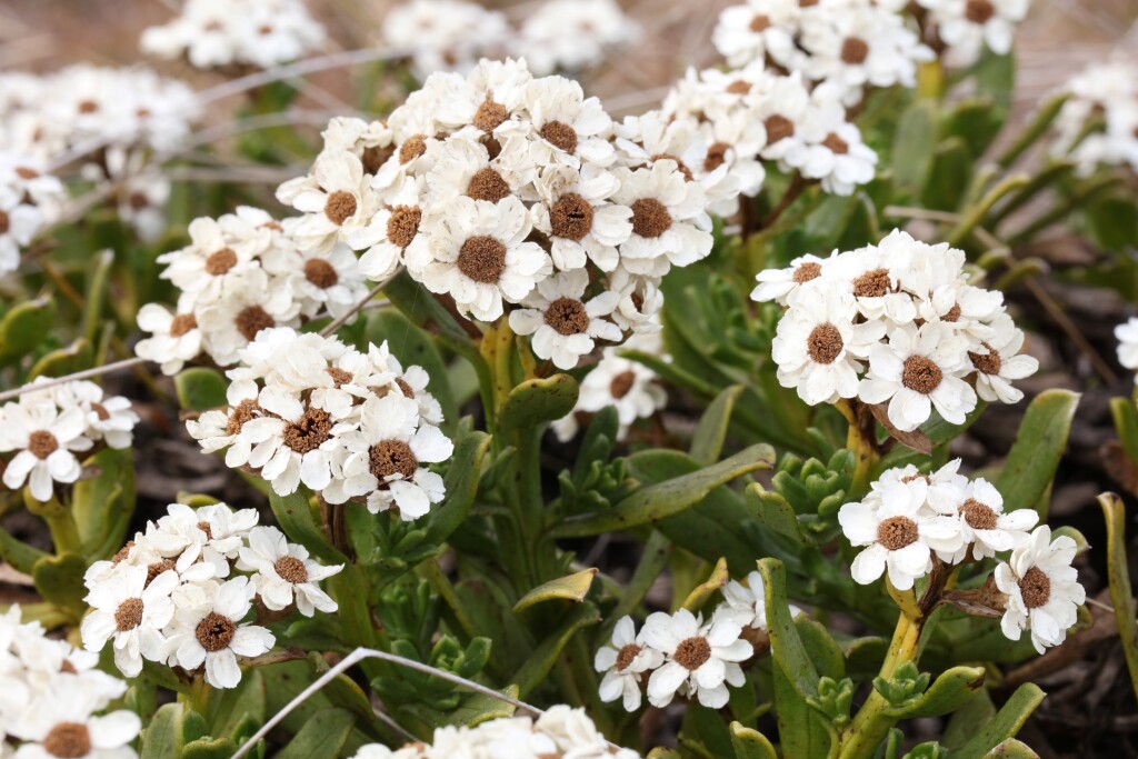 Ixodia achillaeoides subsp. arenicola (hero image)