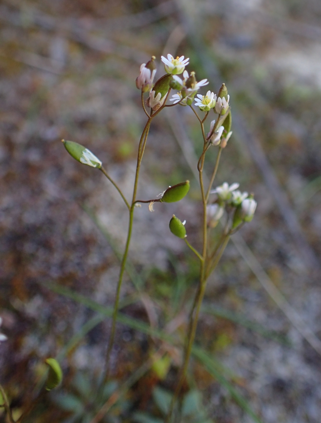 Erophila (hero image)