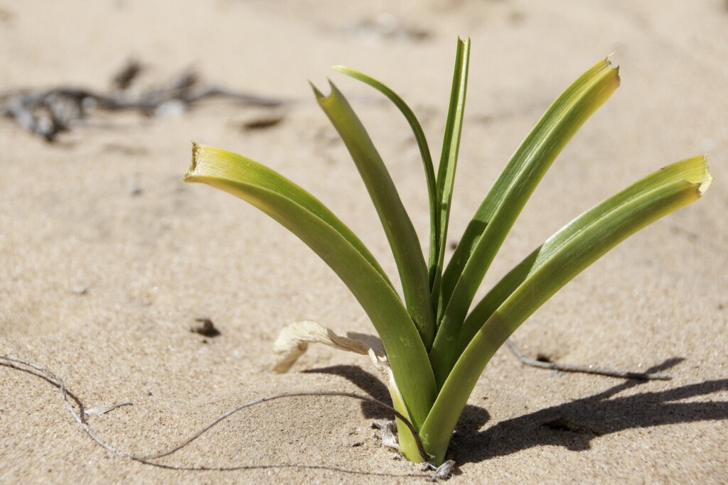 Crinum flaccidum (hero image)