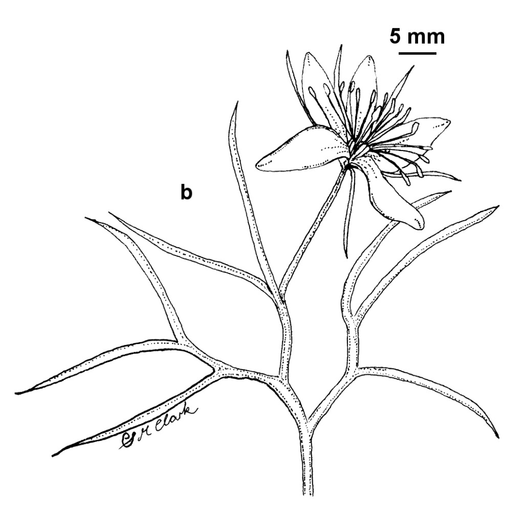 Peganum (hero image)