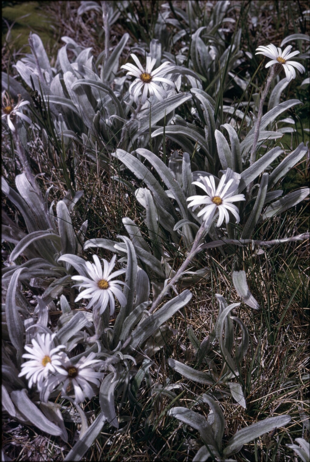 Celmisia sericophylla (hero image)