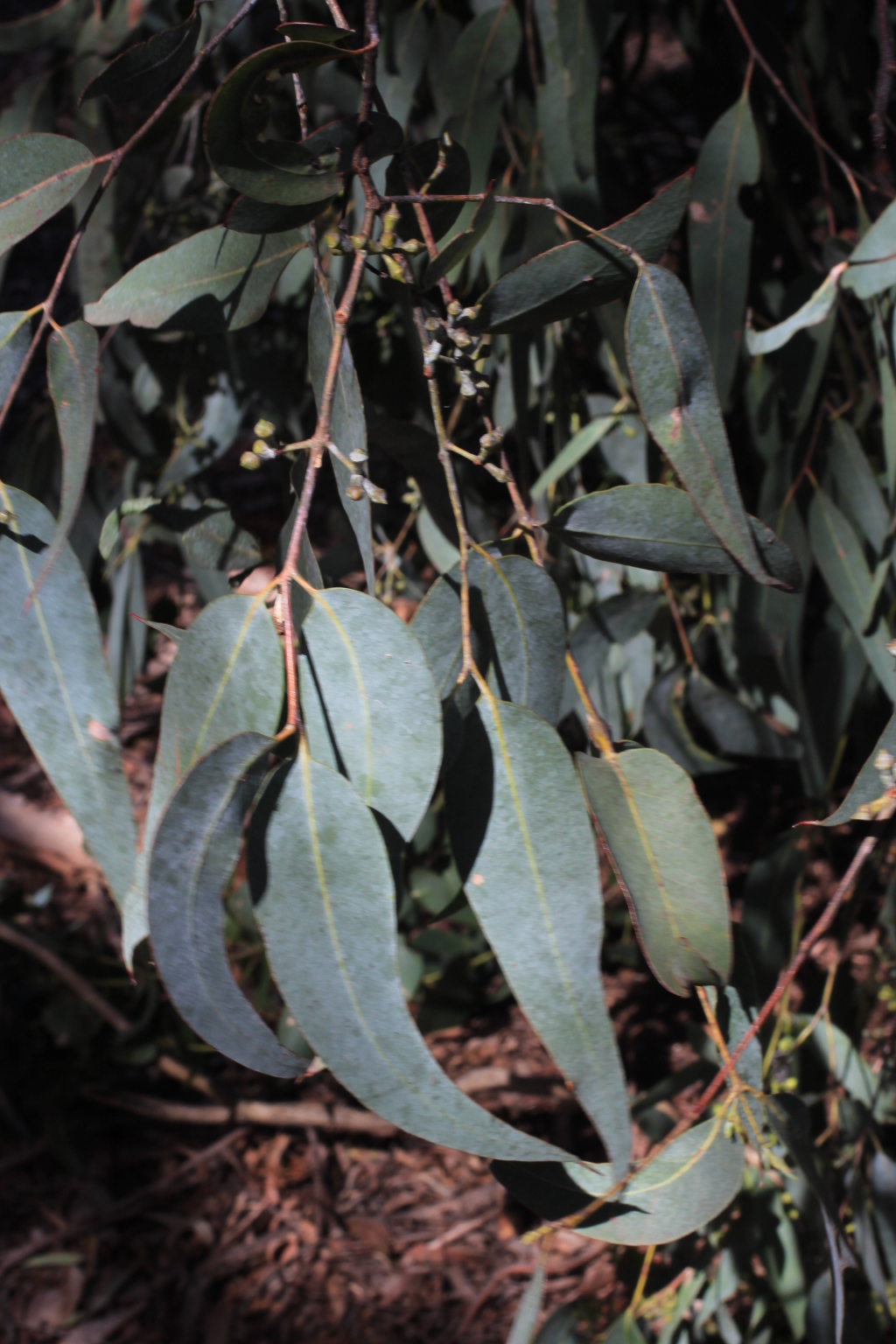 Eucalyptus conspicua (hero image)