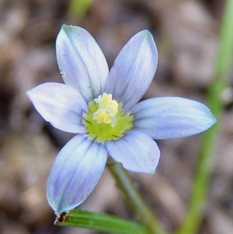 Romulea minutiflora (hero image)