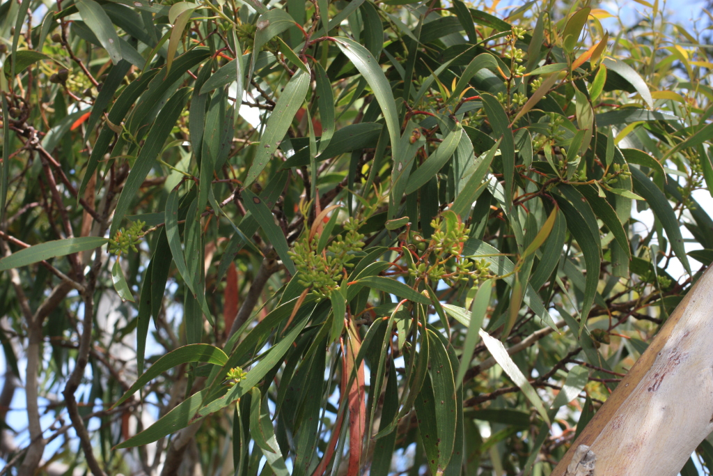 Eucalyptus pauciflora subsp. parvifructa (hero image)