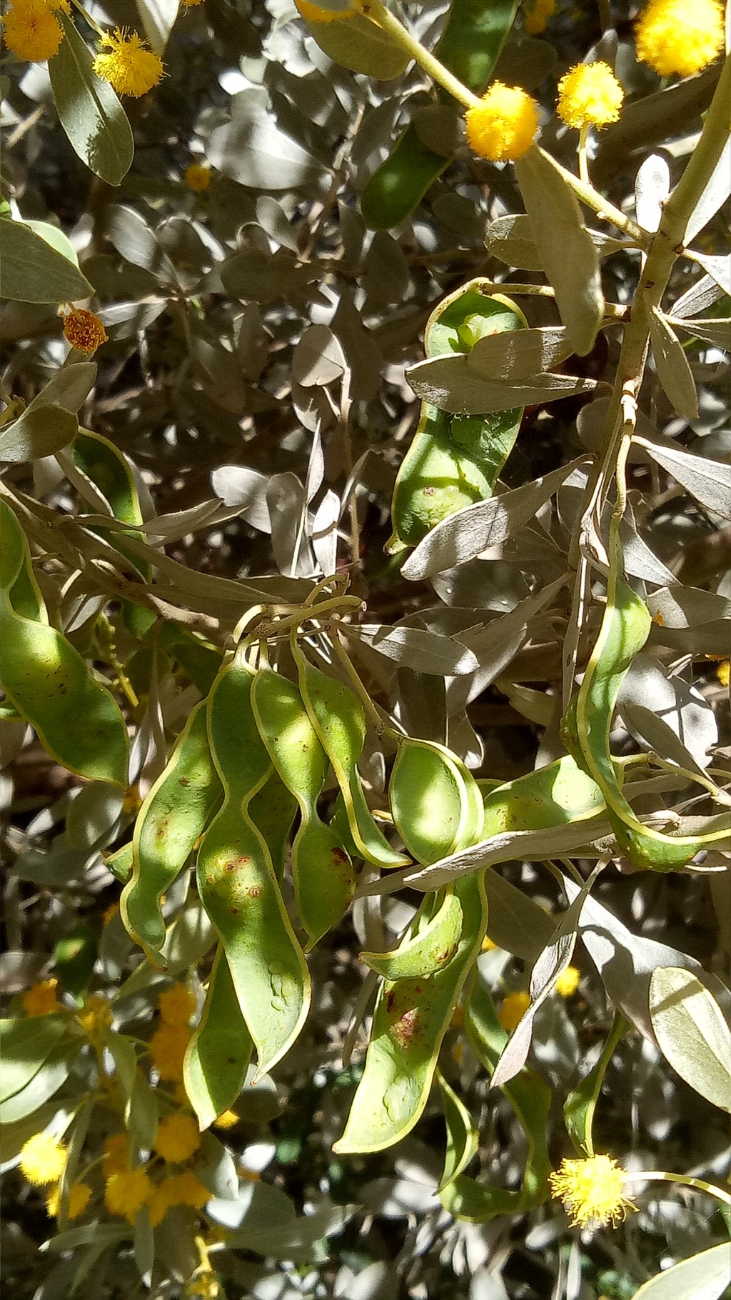 Acacia argyrophylla (hero image)