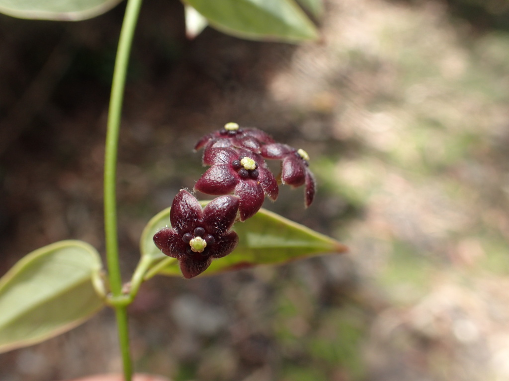 Tylophora barbata (hero image)