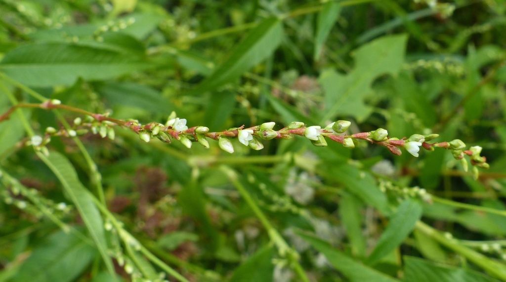 Persicaria hydropiper (hero image)