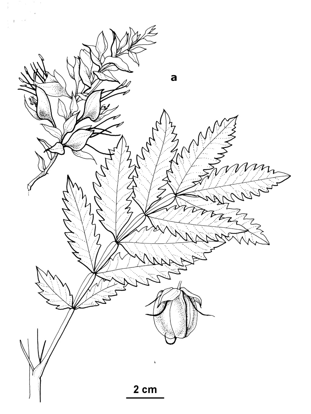 Melianthus comosus (hero image)