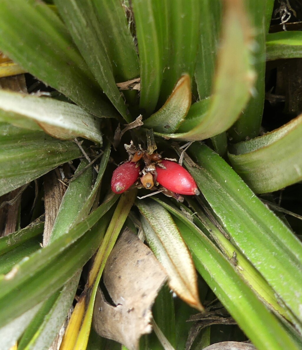 Astelia alpina var. novae-hollandiae (hero image)