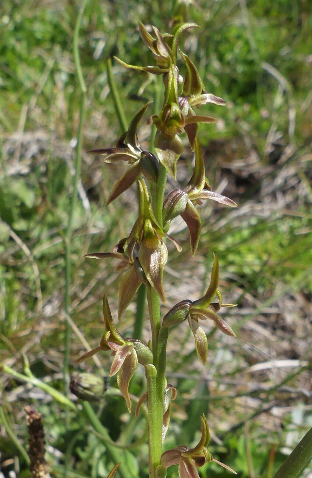 Prasophyllum tadgellianum (hero image)