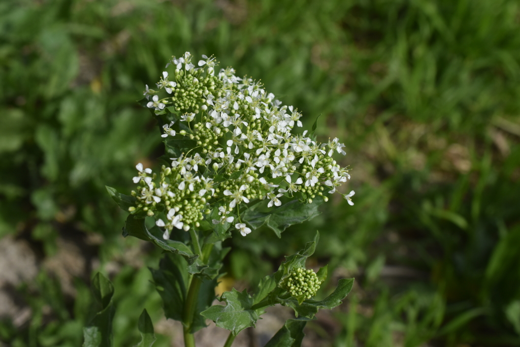 Lepidium draba (hero image)