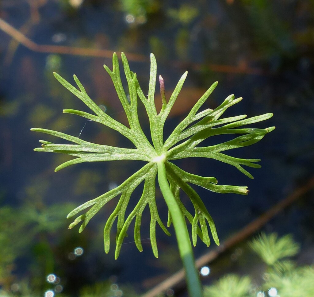 Ranunculus inundatus (hero image)