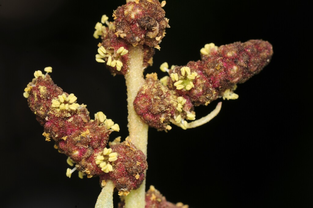 Atriplex cinerea (hero image)