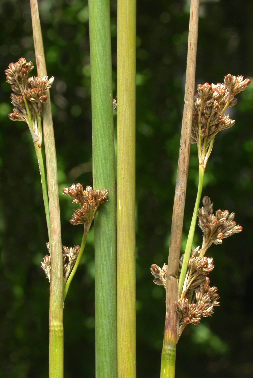 Juncus pallidus (hero image)