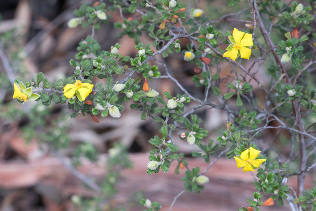 Hibbertia hermanniifolia (hero image)