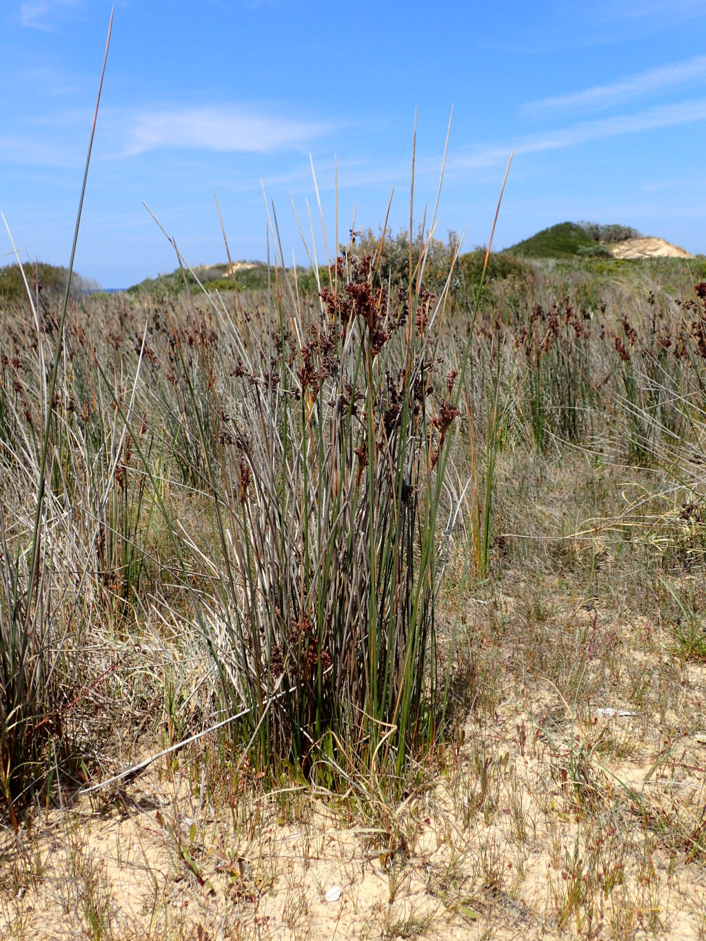 Juncus kraussii (hero image)