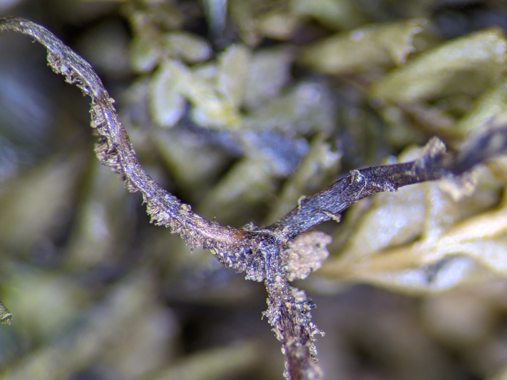 Plagiochila (hero image)