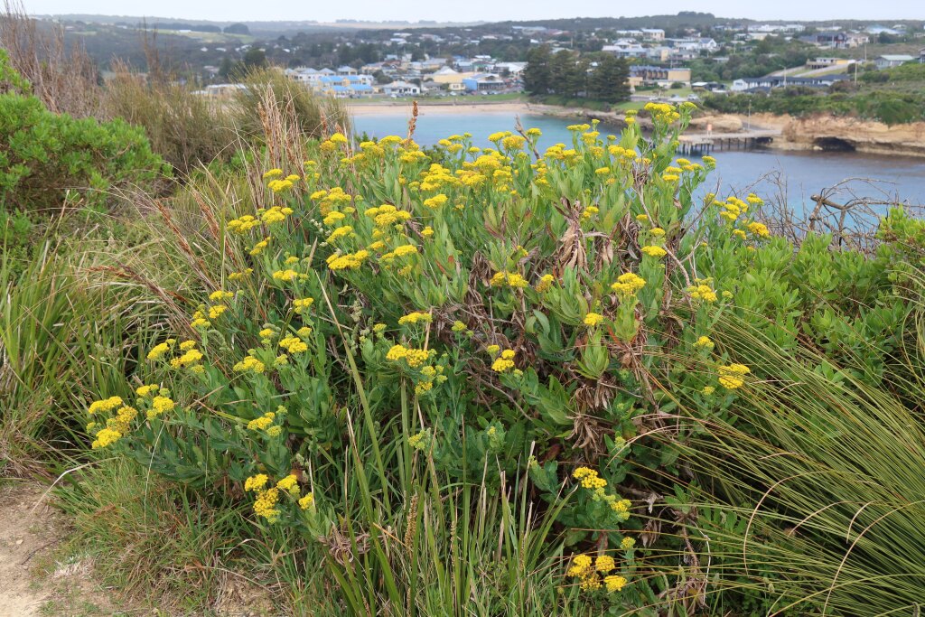 Senecio odoratus (hero image)