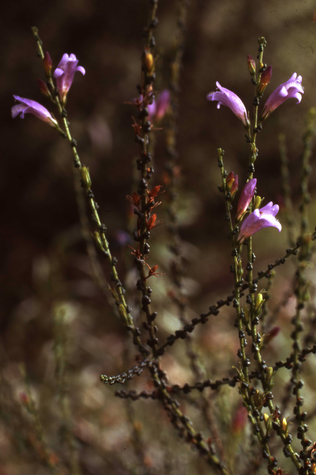 Eremophila gibbifolia (hero image)