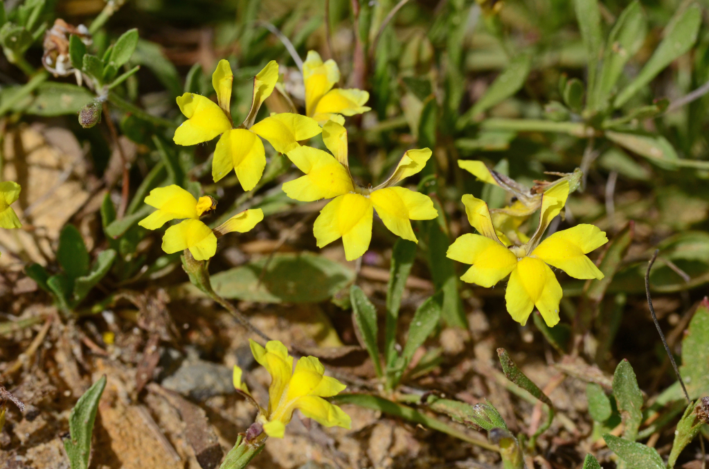 Goodenia heteromera (hero image)