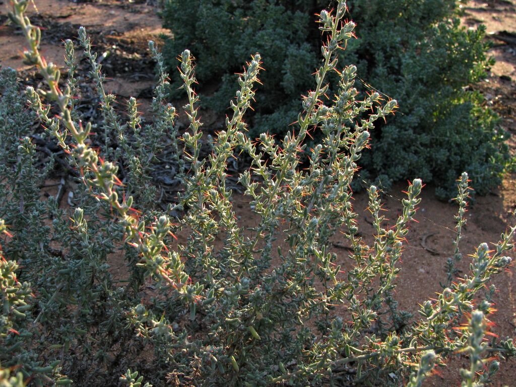 Sclerolaena obliquicuspis (hero image)