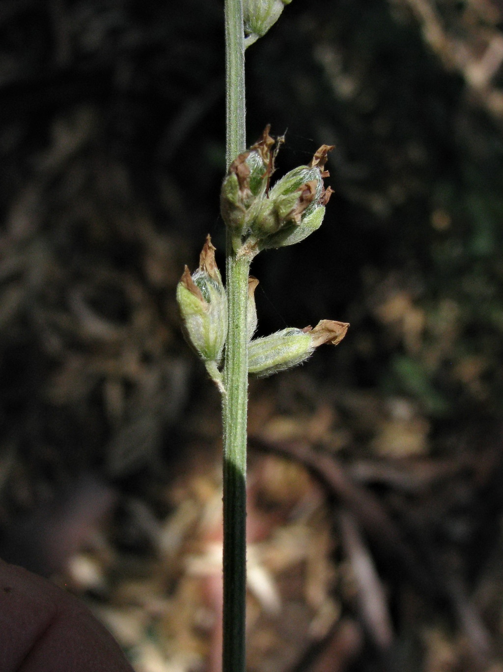 Cullen australasicum (hero image)