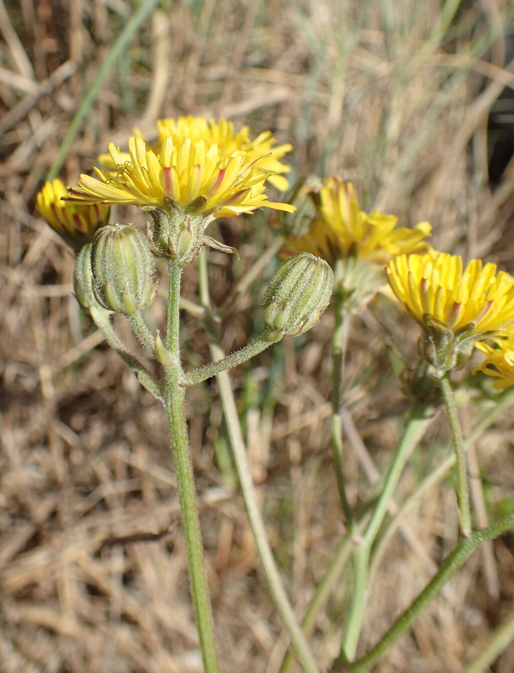 Crepis vesicaria subsp. taraxacifolia (hero image)
