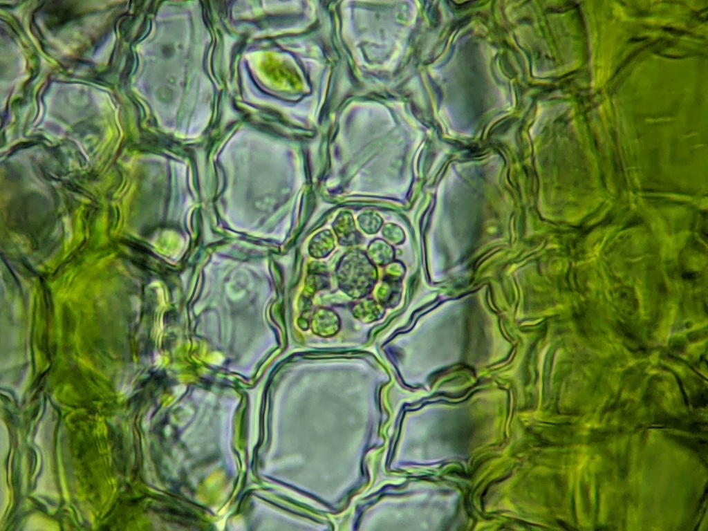 Microlejeunea (hero image)