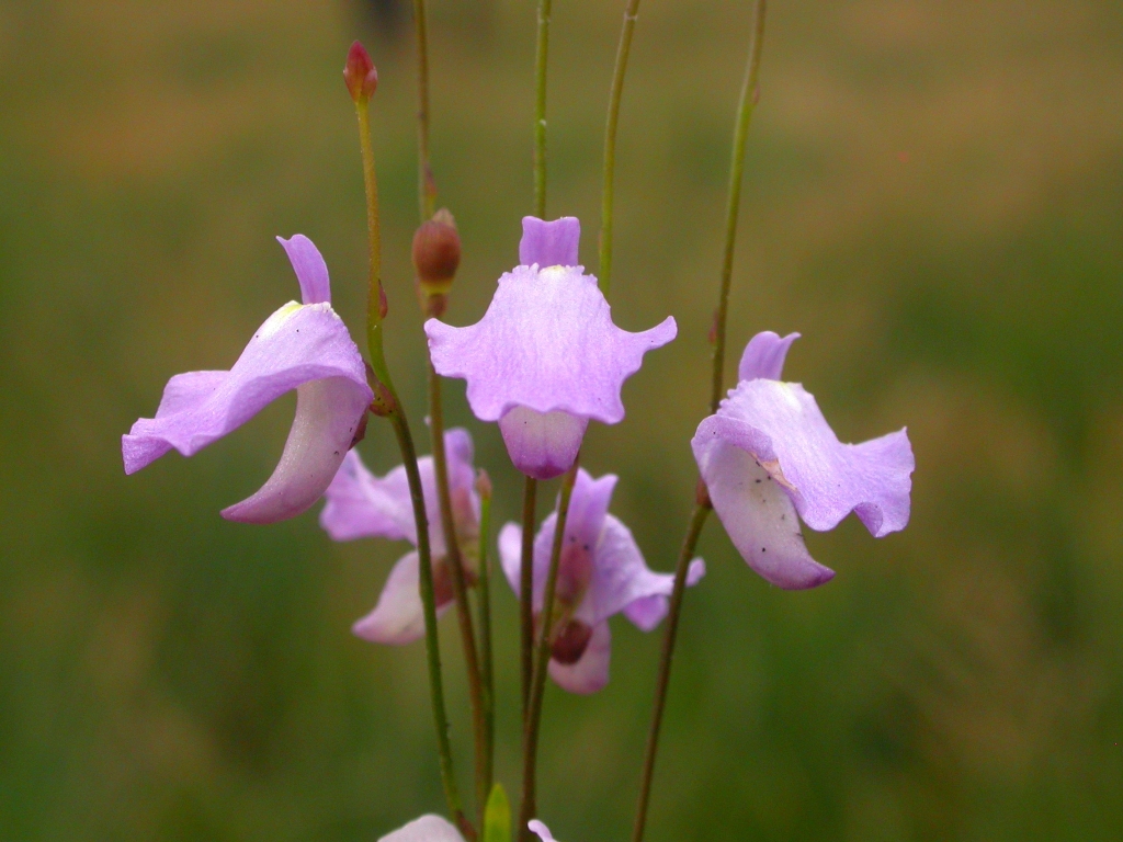 Utricularia (hero image)