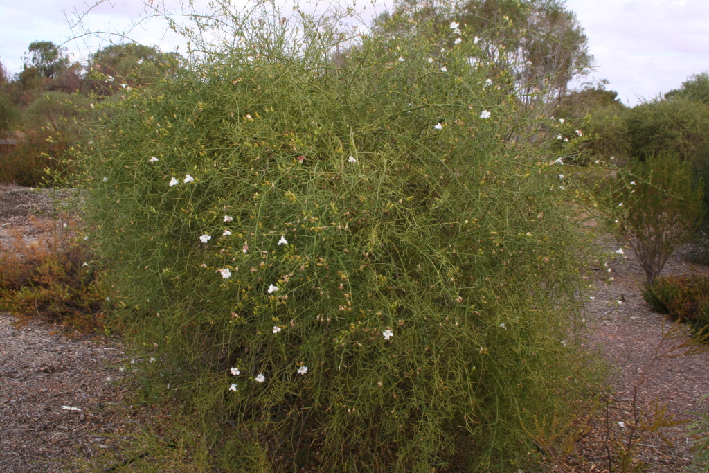 Eremophila polyclada (hero image)