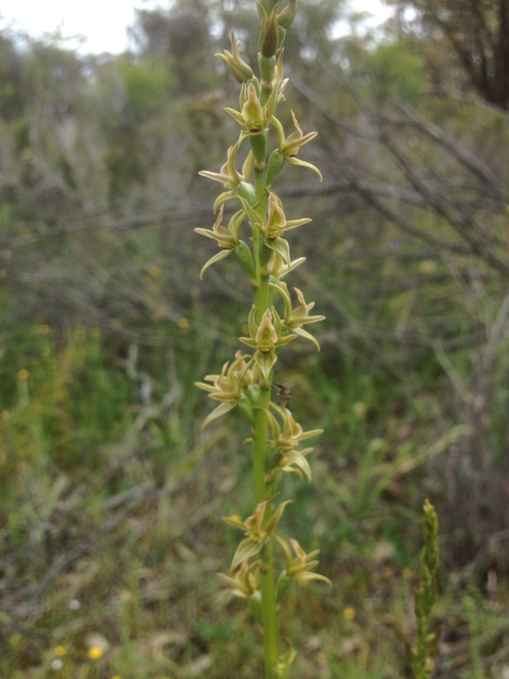 Prasophyllum readii (hero image)