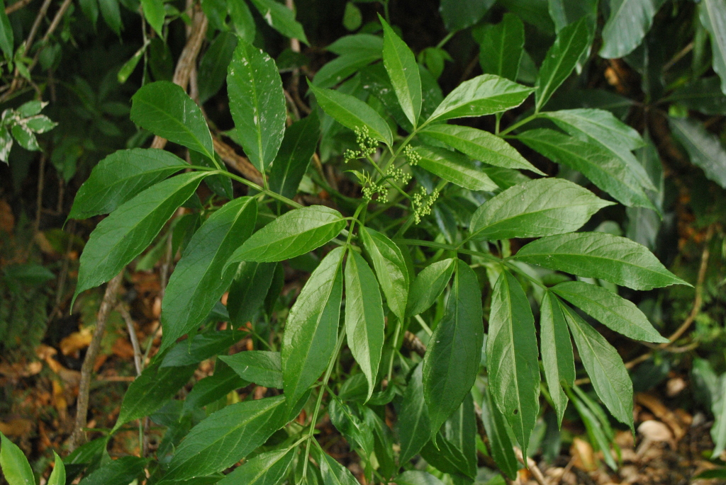 Sambucus australasica (hero image)