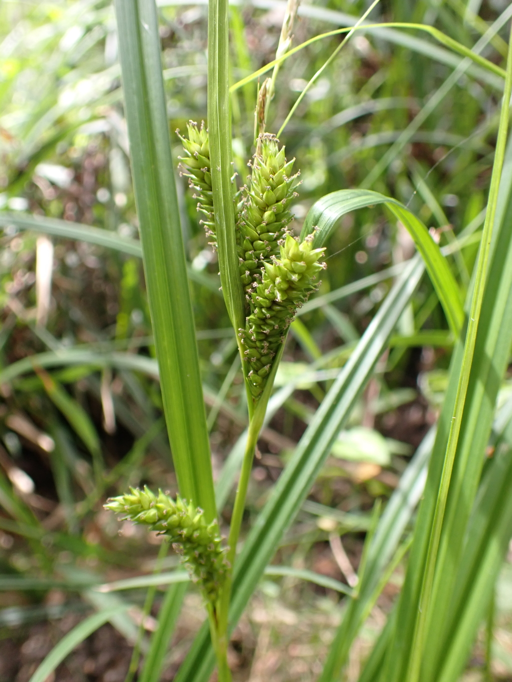 Carex alsophila (hero image)