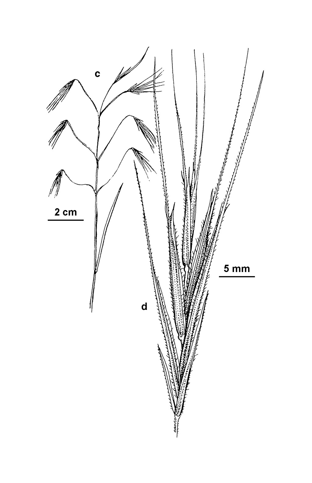 Bromus sterilis (hero image)