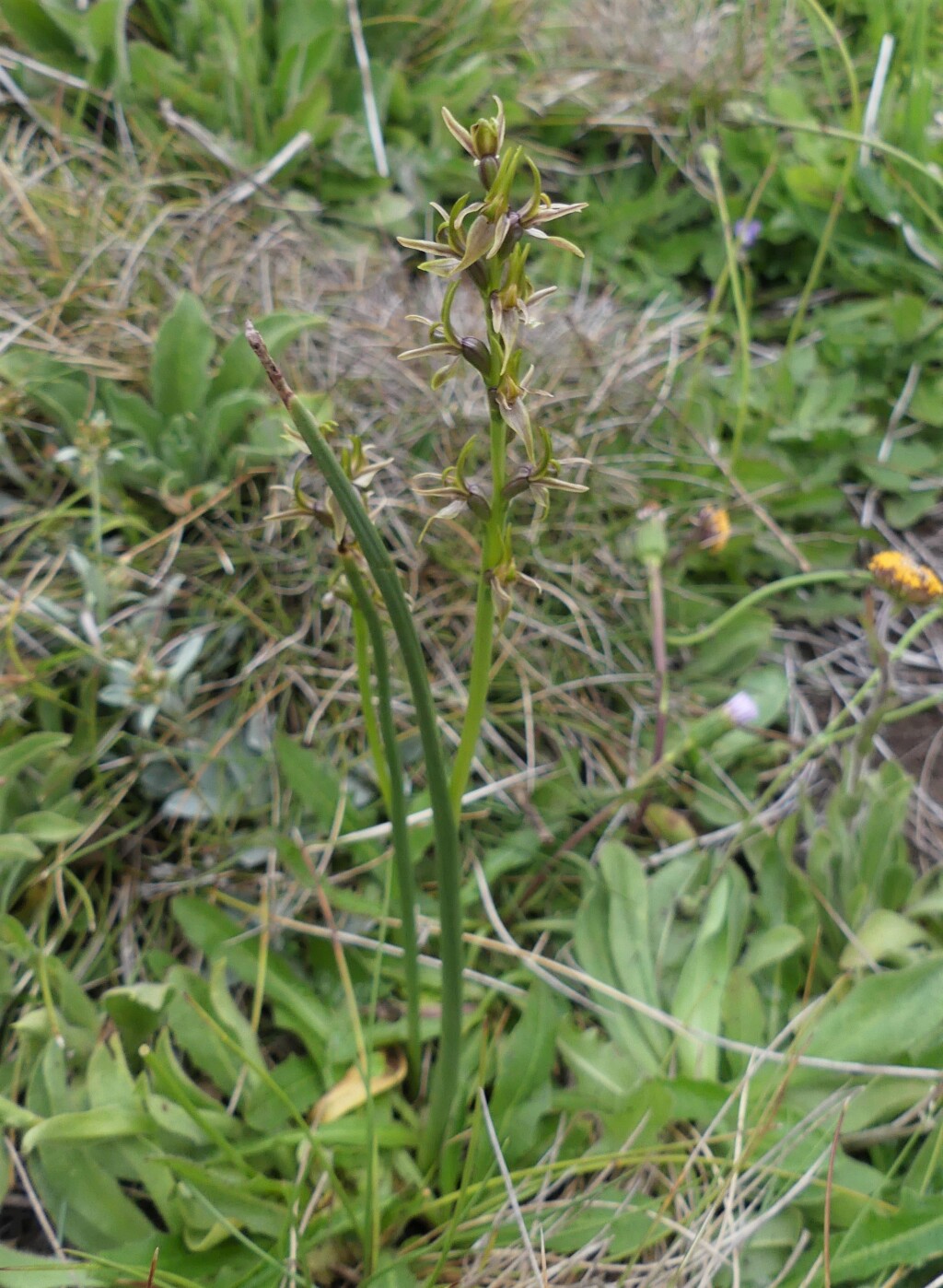 Prasophyllum tadgellianum (hero image)