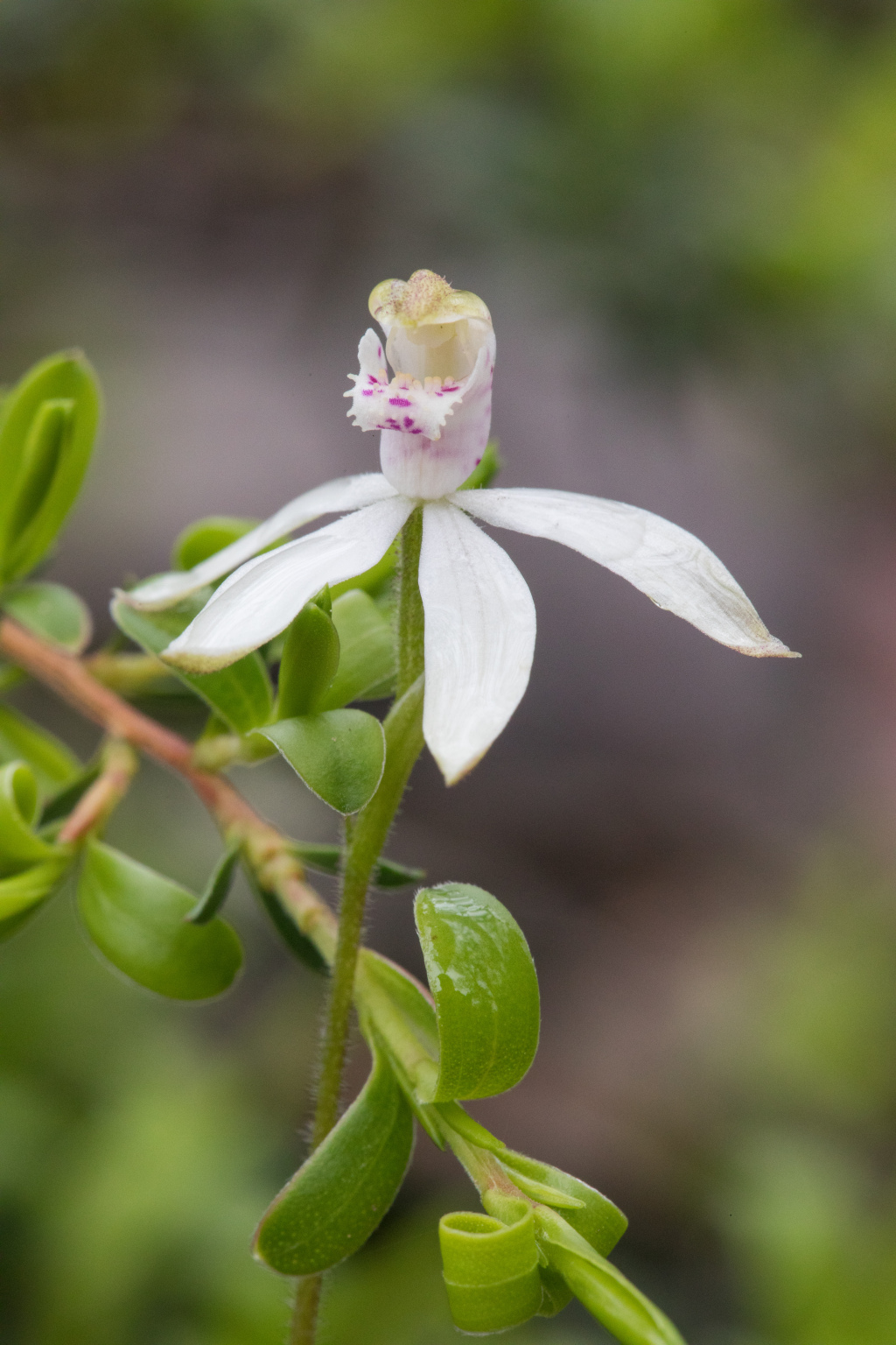 Caladenia carnea (hero image)