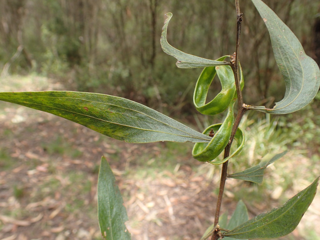 Acacia verniciflua (hero image)