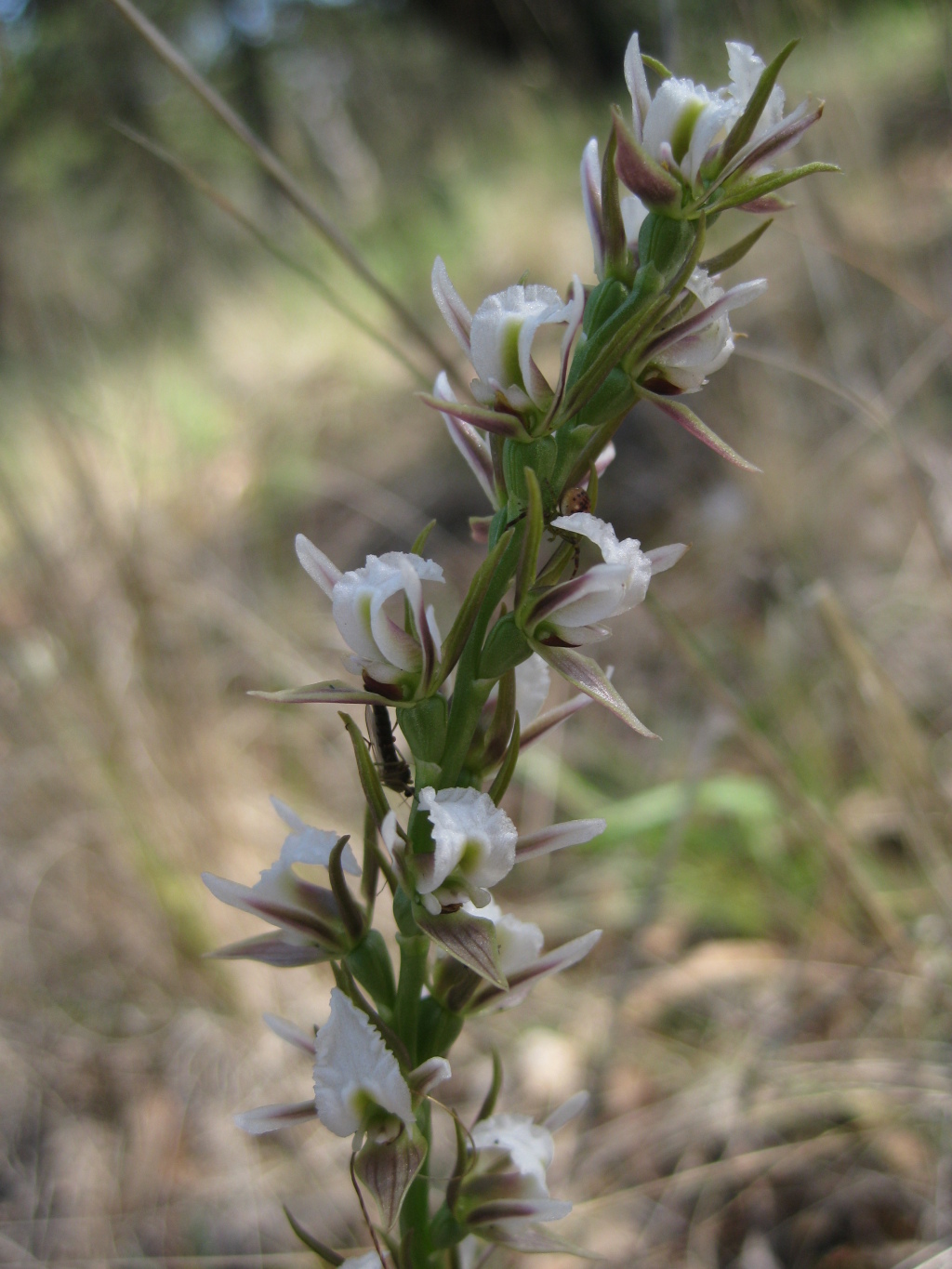 Prasophyllum beatrix (hero image)