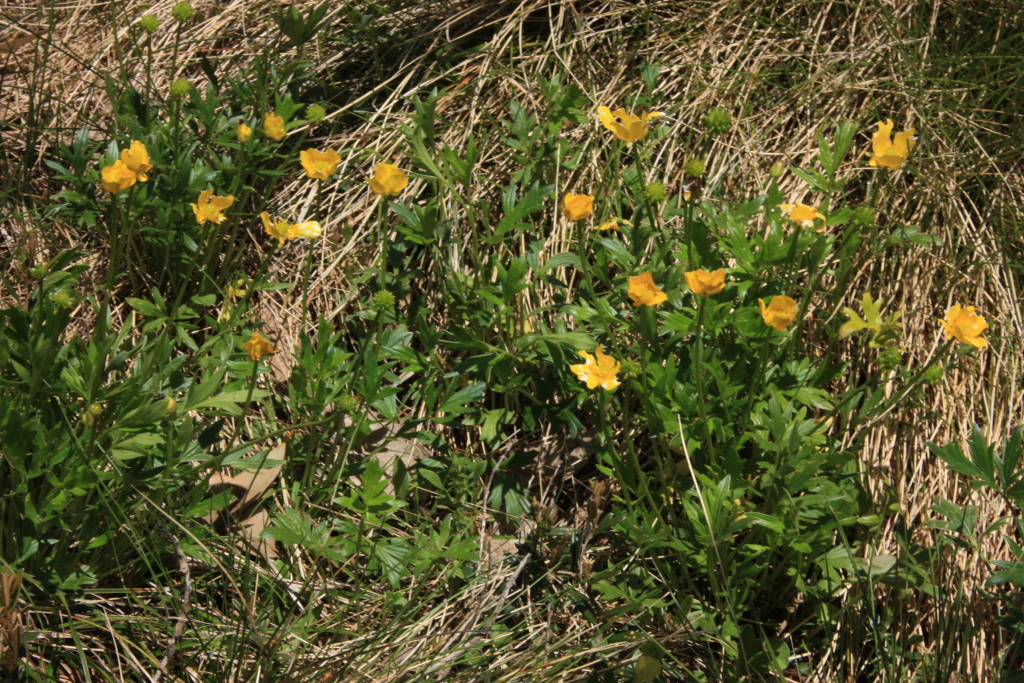 Ranunculus eichlerianus (hero image)