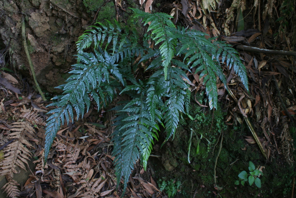 Lastreopsis acuminata (hero image)