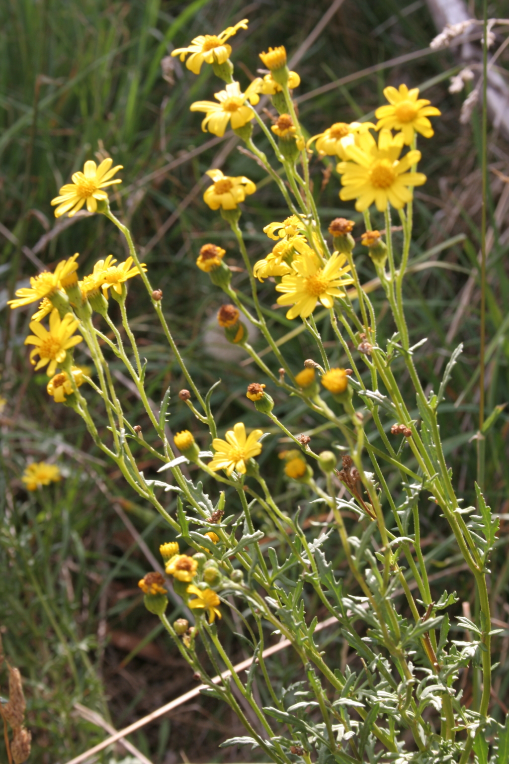 Senecio pinnatifolius var. pinnatifolius (hero image)