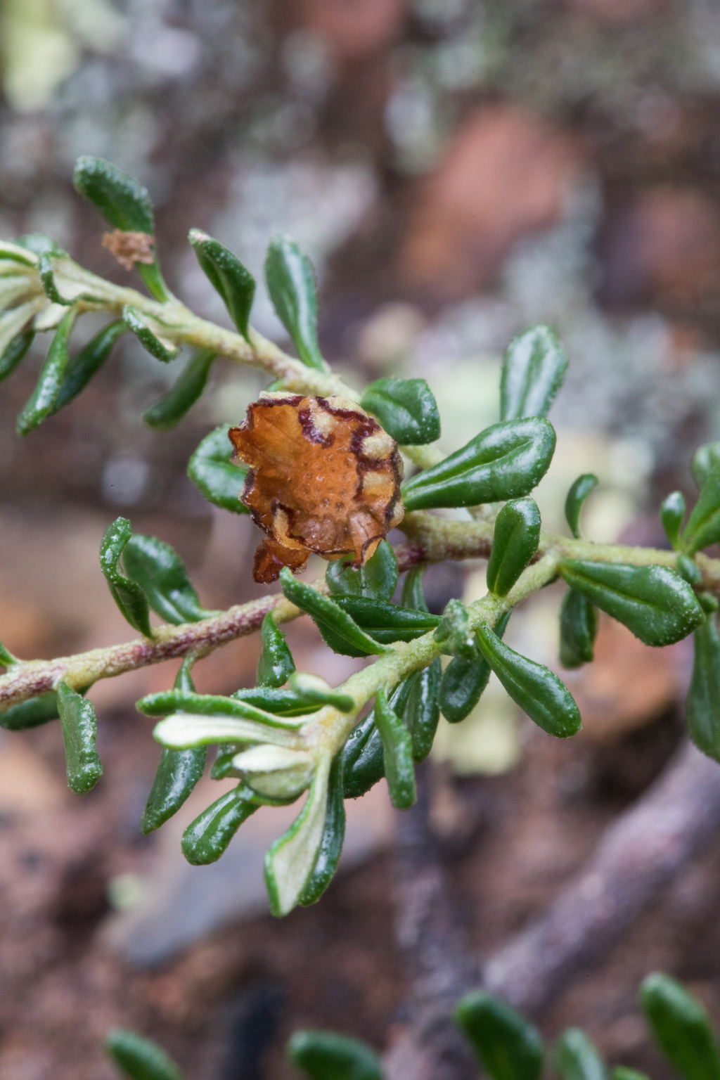 Olearia iodochroa (hero image)