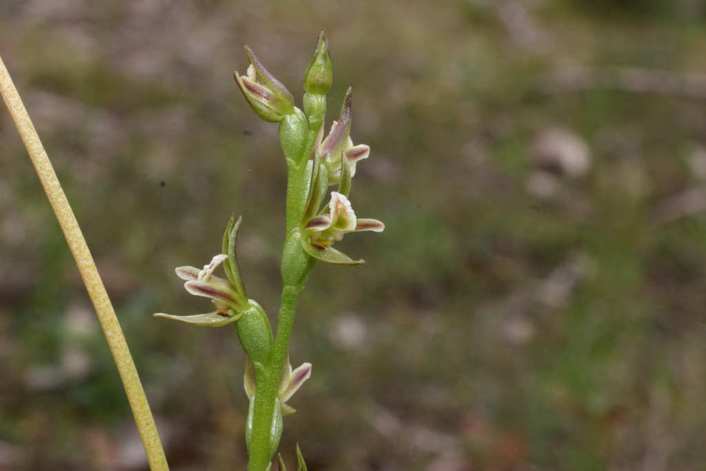 Prasophyllum occultans (hero image)