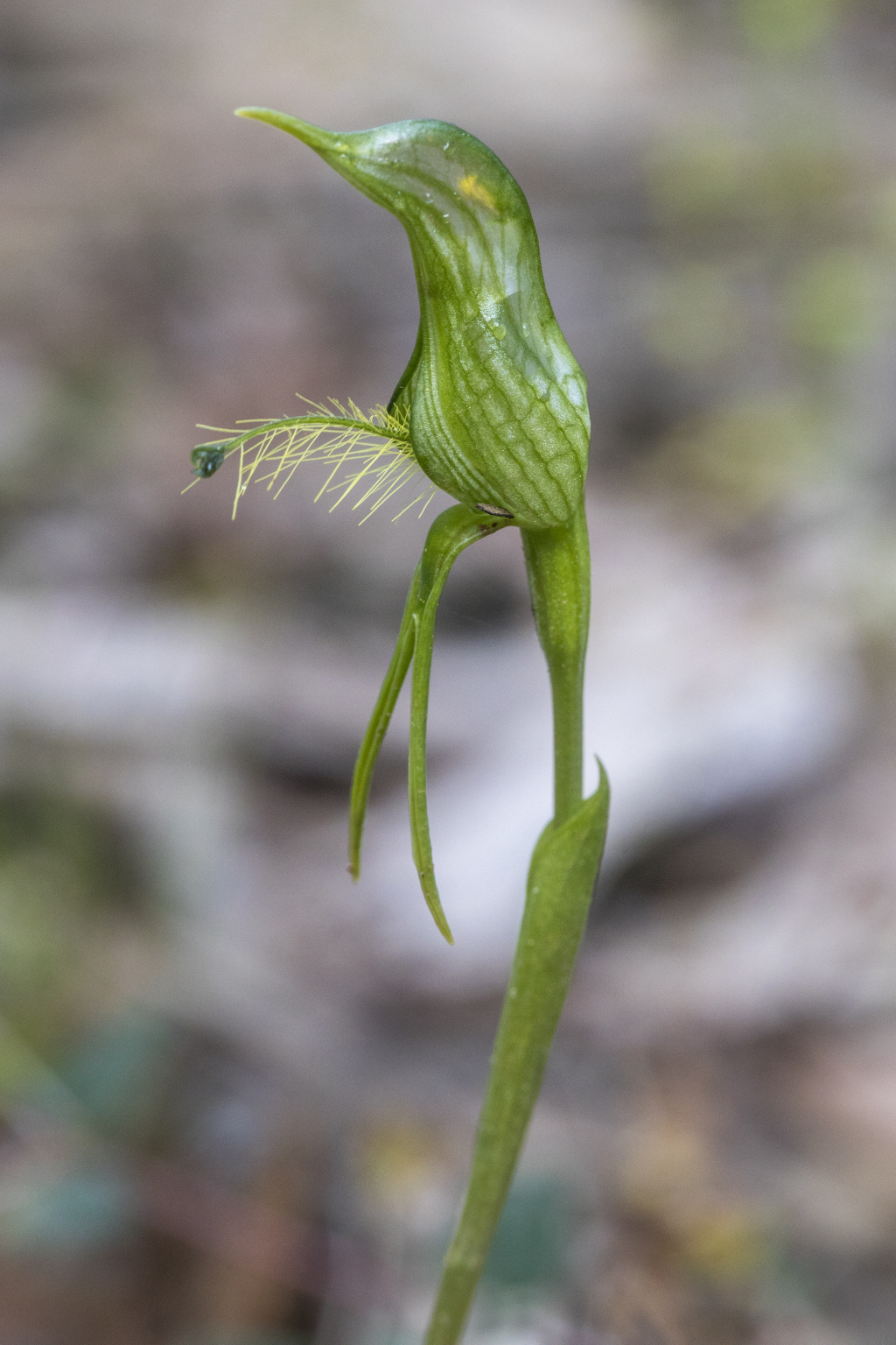 Pterostylis plumosa (hero image)