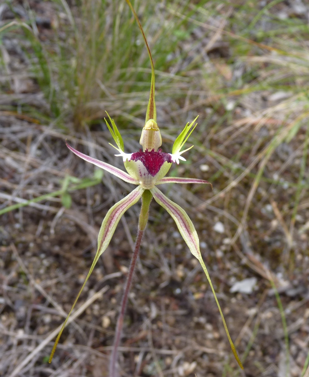 Caladenia parva (hero image)